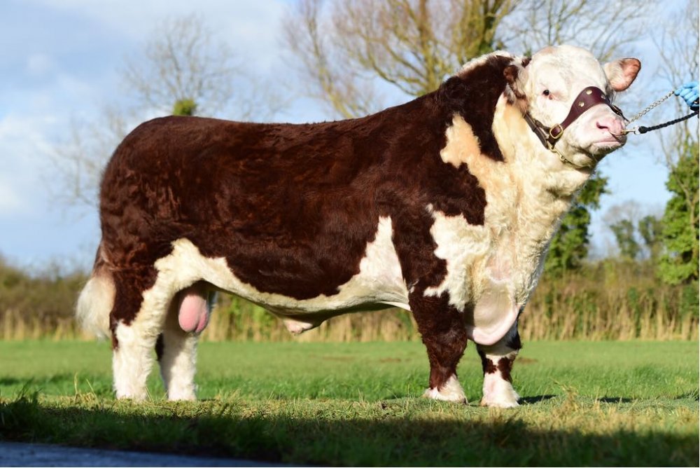 HEREFORD