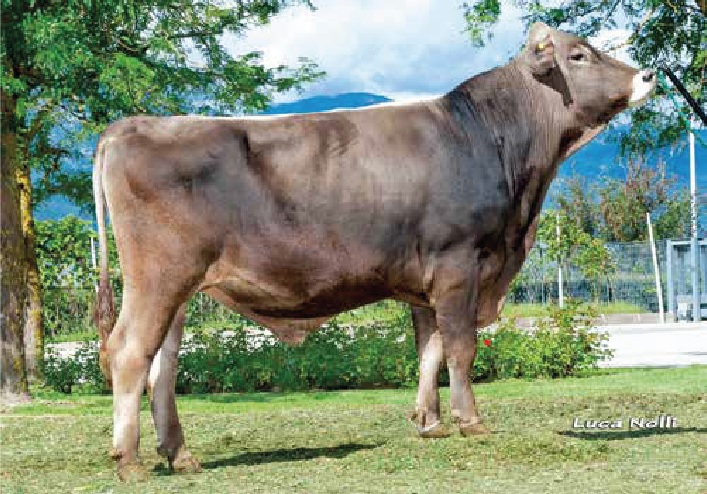 BROWN SWISS