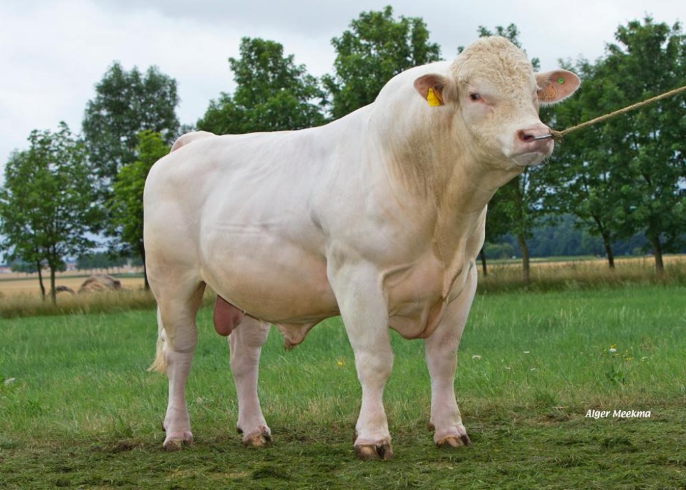 CHAROLAIS