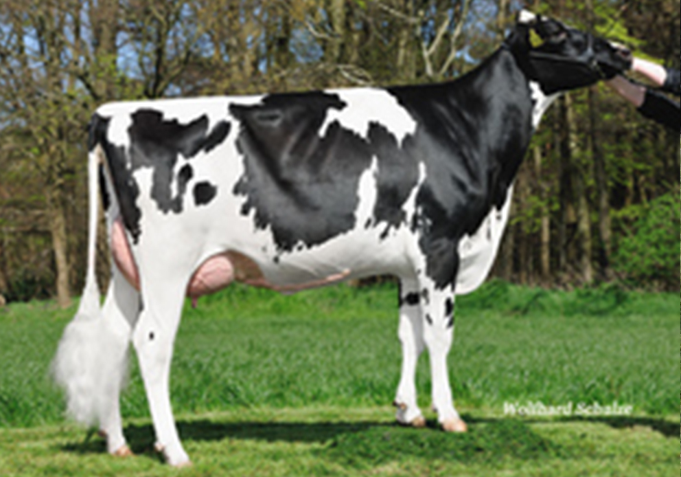 HOLSTEIN