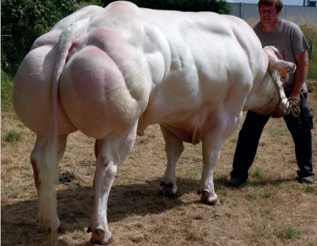 BELGIAN BLUE