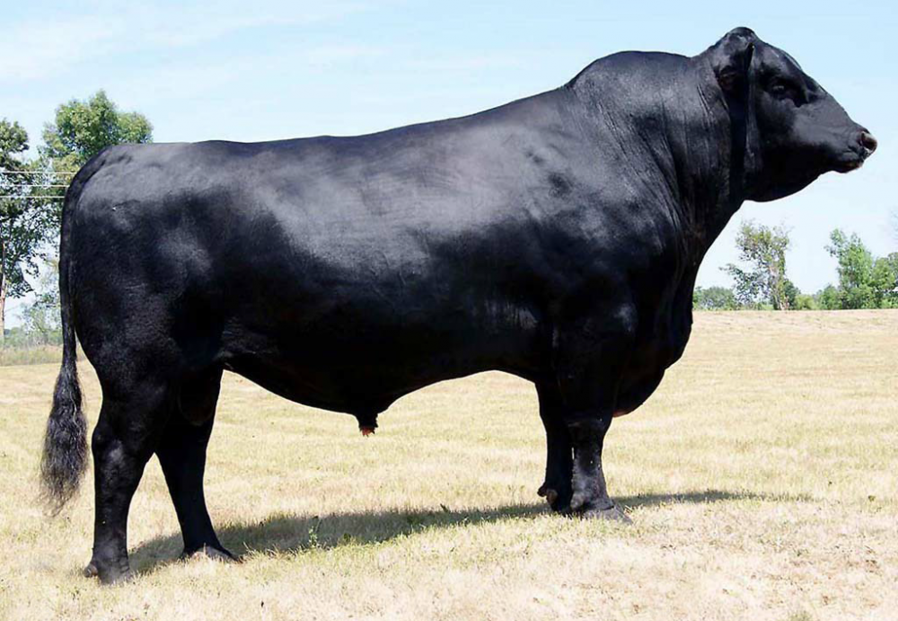 ANGUS