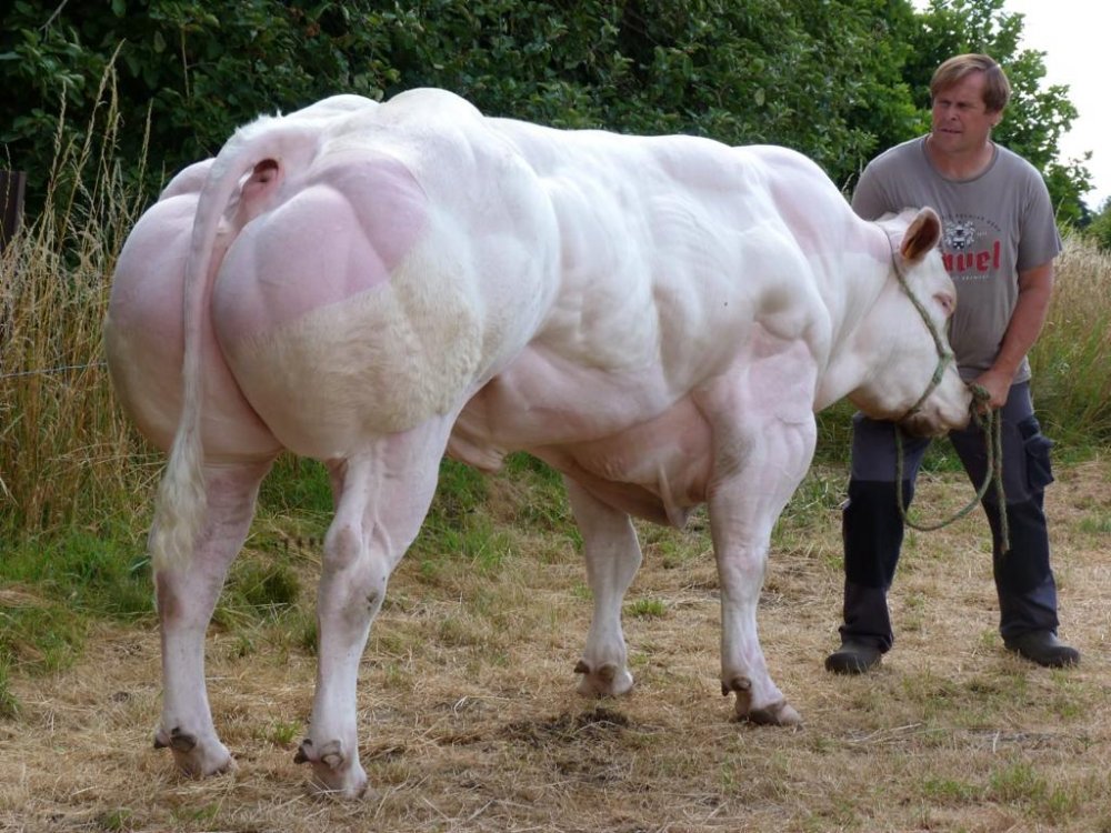 Belgian Blue Spermaları