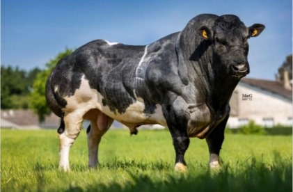 NEW JERSEY DE BERGILANT